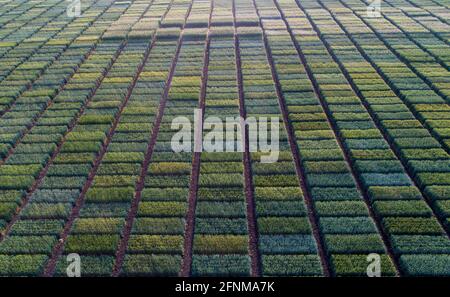 Immagine aerea di terreni di prova agricoli con diversi tipi di colture di cereali, ibridi, sparare da drone Foto Stock