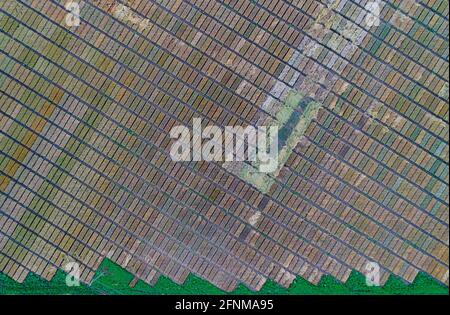 Immagine aerea di terreni di prova agricoli con diversi tipi di colture di cereali, ibridi, sparare da drone Foto Stock