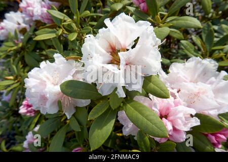 Rhododendron ferrugineum rosa viola chiaro fiori primo piano su a. giorno di sole Foto Stock