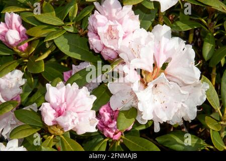 Rhododendron ferrugineum rosa viola chiaro fiori primo piano su a. giorno di sole Foto Stock