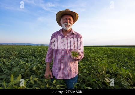 Coltivatore maturo che tiene i baccelli verdi nel campo della soia nel periodo estivo. Contadino felice. Concetto di Abbribusiness Foto Stock
