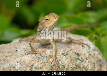 Primo piano una lucertola sostituibile (Calotes versicolor) che si affaccia sulla pietra di roccia con erba verde o foglie sfondo, Rambah Pontian, Malesia Foto Stock