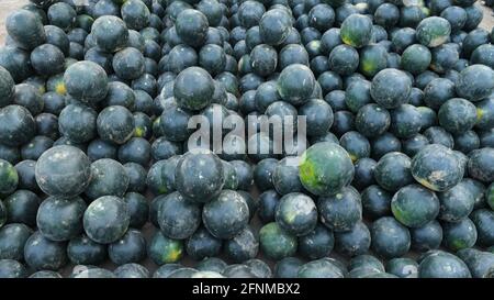 L'angurbitaceae è una specie di piante in fiore della famiglia delle Cucurbitaceae Foto Stock