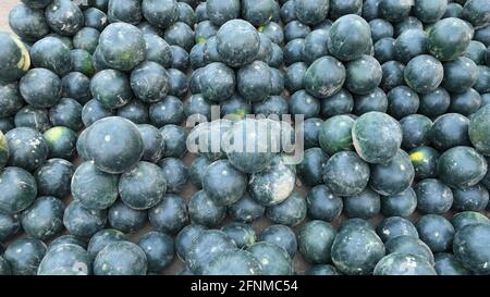 L'angurbitaceae è una specie di piante in fiore della famiglia delle Cucurbitaceae Foto Stock