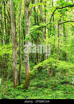 Birkham Wood in primavera vicino a Knaresborough North Yorkshire Inghilterra Foto Stock