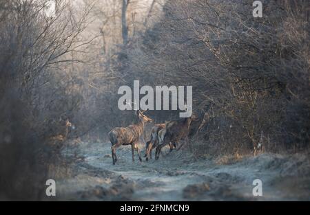 Gruppo di giovani cervi rossi con corna che corrono in foresta in inverno. Fauna selvatica in habitat naturale Foto Stock