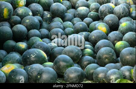 L'angurbitaceae è una specie di piante in fiore della famiglia delle Cucurbitaceae Foto Stock