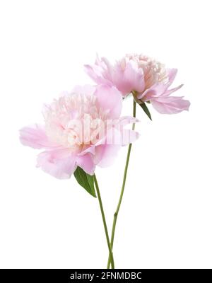 Due Peonie rosa chiaro isolate su sfondo bianco. Messa a fuoco selettiva Foto Stock