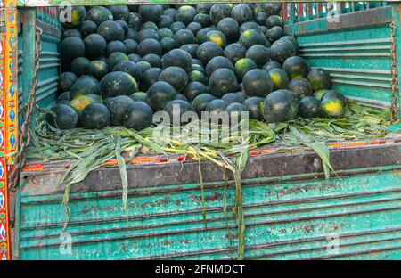 L'angurbitaceae è una specie di piante in fiore della famiglia delle Cucurbitaceae Foto Stock