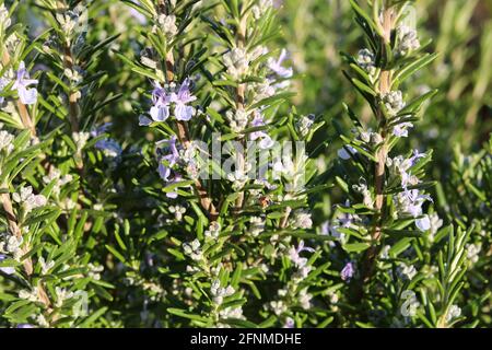 fiore viola di rosmarino Foto Stock