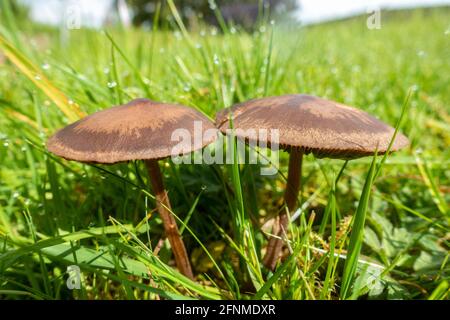 Un paio di funghi marroni che crescono in un prato in un giardino. Foto Stock