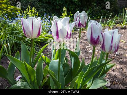 Tulipano 'Shirley' fiorito in tarda primavera in fiore in un giardino in Surrey, nel sud-est dell'Inghilterra, bianco cremoso bordato in viola Foto Stock