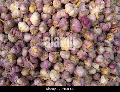 L'aglio è una specie del genere delle cipolle, Allium Foto Stock