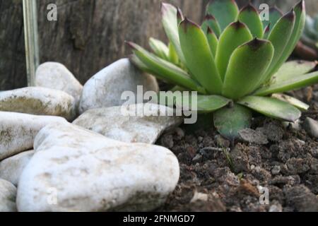 Giardino Foto Stock