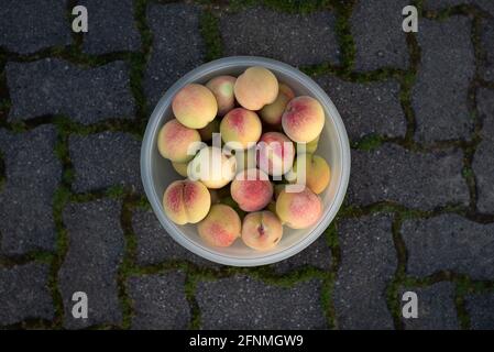 Pesche organiche in un contenitore rotondo con fondo scuro. Mettere a fuoco sulle pesche rosse e gialle. Immagine orizzontale adatta per la pubblicità Foto Stock