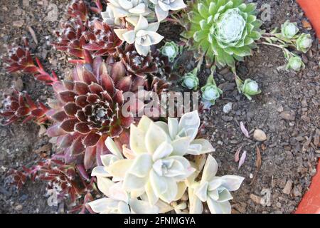 Aloe Foto Stock