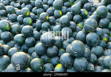 L'angurbitaceae è una specie di piante in fiore della famiglia delle Cucurbitaceae Foto Stock