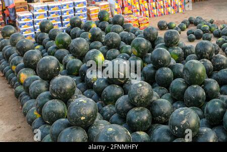 L'angurbitaceae è una specie di piante in fiore della famiglia delle Cucurbitaceae Foto Stock