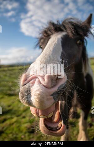 un piccolo pony che tira un volto divertente alla fotocamera Foto Stock