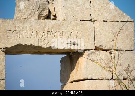 Geco moresco, Tarentola mauritanica, crogiolandosi su un arco abbandonato di pietra calcarea a Malta. Foto Stock