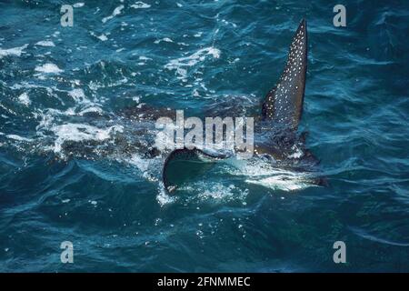 Spotted Eagle Ray - accoppiamento in acque poco profonde Aetobatus narinari South Plaza Island, Galapagos FI000009 Foto Stock