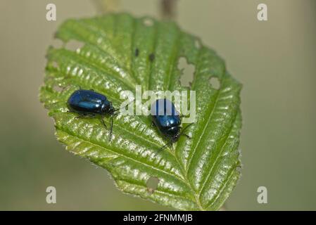 Alder adulti (Agelastica alni) che si nutrono di giovani foglie di alder nero (Alnus glutinosa) in primavera, Berkshire, aprile Foto Stock