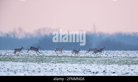 Gruppo di caprioli (capreolus capreolus) che corrono su campo coperto di neve. Fauna selvatica in habitat naturale Foto Stock