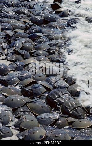 Granchi a ferro di cavallo - riproduzione al High Tide Limulus Polyphemus Delaware Bay New Jersey, USA IN000863 Foto Stock