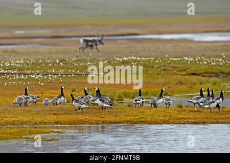 Uccello bianco e nero Barnacle Oca, Branta leucopsis, Svalbard, Norvegia. Uccello in erba. Scena della fauna selvatica dalla natura. Foto Stock