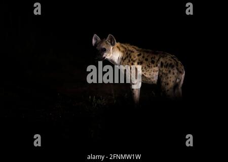 Iena alla notte buia. Avvistato iena, Crocuta crocuta, animale arrabbiato vicino al buco dell'acqua, bellissimo tramonto serale. Comportamento animale dalla natura, wildli Foto Stock