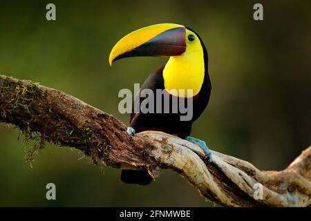 Tropic uccello in foresta. Stagione delle piogge in America. Toucan castagno-mandibled seduto sul ramo in pioggia tropicale con sfondo verde giungla. Flora e fauna selvatiche Foto Stock