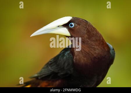 Fattura dettaglio, uccello tropico con frutta in fattura. Oropendola a testa di castagno, Psarocolius wagleri, ritratto di uccello esotico del Costa Rica, verde chiaro Foto Stock