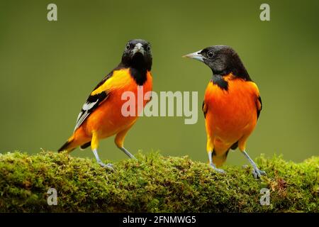 Uccelli tropici arancioni. Baltimora Oriole, Icterus galbula, seduto sul ramo verde mussoso. Fauna selvatica in Costa Rica. Arancio uccello di montagna nero nel d Foto Stock