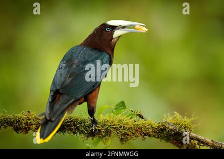 Tropic uccello con frutta nel disegno. Oropendola a testa di castagno, Psarocolius wagleri, ritratto di uccello esotico del Costa Rica, sfondo verde chiaro. Foto Stock