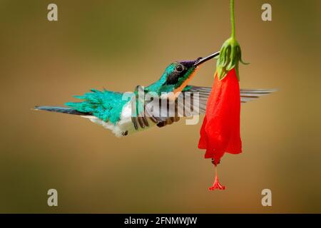 Fata incoronata in viola, Heliothryx Barroti, colibrì che vola accanto al bel fiore rosso ibisco con verde foresta sullo sfondo, Boca Tapada, C. Foto Stock