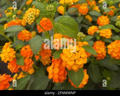 Primo piano di giallo arancio isolato lantana (camara simon arancione) fiori nel centro giardino Foto Stock