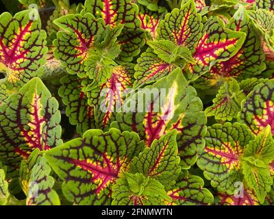 Vista dall'alto su foglie rosse verdi gialle di ortica dipinta pianta (solenostemon scutellaroides) in giardinaggio Foto Stock