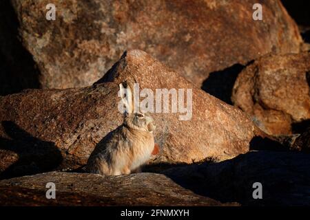 Lepre vagamente, Lepus oiostolus, nell'habitat naturale, condizioni invernali nella roccia. Lepre vagamente da Hemis NP, Ladakh, India. Animale nell'Himalaya m Foto Stock