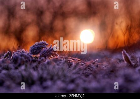 Pulsatilla pratensis subsp. Bohemica, piccolo fiore pasque genere Pulsatilla, originario dell'Europa centrale e orientale. Rime ghiacciato e sunris del primo mattino Foto Stock