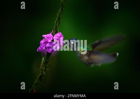 Zaffiro dalla coda d'oro, Chrysuronia enone, Sumaco Napo-Galeras National Park in Ecuador. Hummingbird succhiando nettare da fiore rosa fiorito. Wildlifec Foto Stock