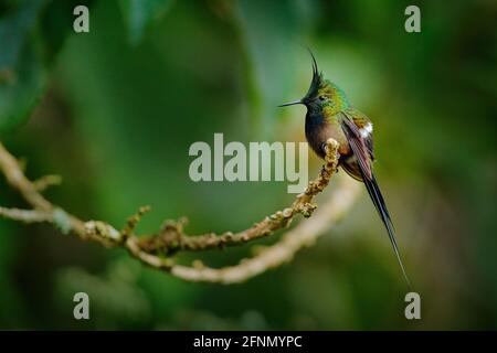 Birdwatching in Sud America. Coda di spina con fili, Discosura popelairii, colibrì dalla Colombia, Ecuador e Perù. Bellissimo uccello con cresta, s Foto Stock