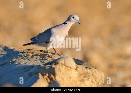 Colomba a collo d'anello, Streptopelia capicola, conosciuta anche come colomba delle tartarughe del Capo, Kgalagadi, Sudafrica. Uccello dal deserto di sabbia africano, Botswana. Foto Stock