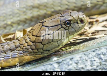 La cobra del re (Ophiophagus hannah) è un grande endemico elapide alle foreste dall'India attraverso l'Asia sudorientale. È il serpente venoso più lungo del mondo. Foto Stock