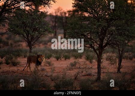 Leone di Kgalagadi al mattino buio, Botswana. Leone con mane nere, grande animale nell'habitat. Ritratto di faccia di gatto africano pericoloso. Scena di fauna selvatica da Foto Stock