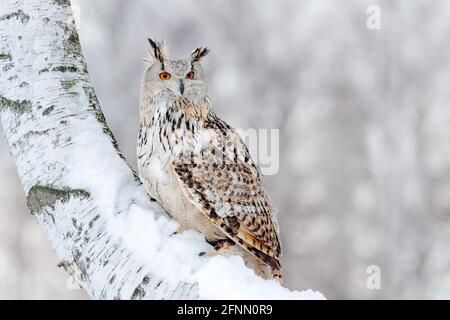 Scena invernale con Big Eastern Siberian Eagle Owl, Bubo bubo sibiricus, seduto nella betulla con neve nella foresta. Foto Stock