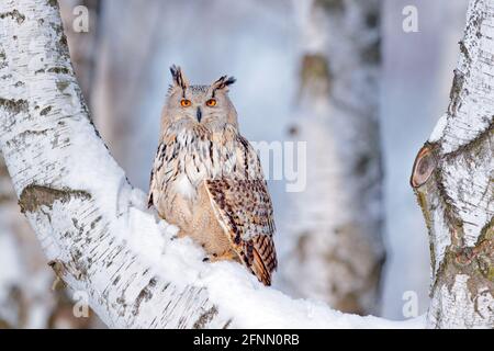 Scena invernale con Big Eastern Siberian Eagle Owl, Bubo bubo sibiricus, seduto nella betulla con neve nella foresta. Foto Stock