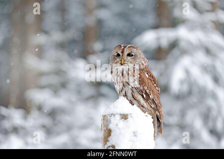 Foresta invernale con neve di Tawny Owl durante l'inverno, foresta innevata in background, habitat naturale. Scena faunistica dal freddo inverno. Foto Stock