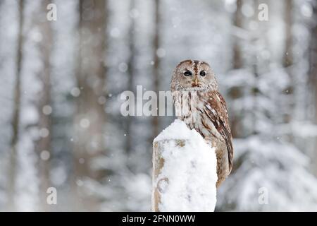 Foresta invernale con neve di Tawny Owl durante l'inverno, foresta innevata in background, habitat naturale. Scena faunistica dal freddo inverno. Foto Stock