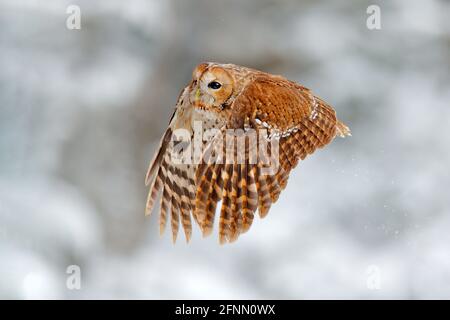 Foresta invernale con neve di Tawny Owl durante l'inverno, foresta innevata in background, habitat naturale. Scena faunistica dal freddo inverno. Foto Stock