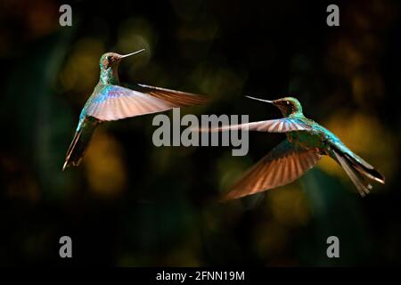 Lotta Hummingbird. Grande zaffirewing, Pterophanes cyanopterus, due grandi colibrì blu con fiore rosso, Yanacocha, Pichincha in Ecuador. Due uccelli su Foto Stock